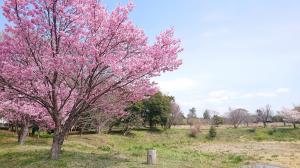 ヨウコウサクラ