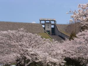 寺内ダム桜