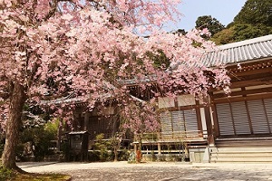 南淋寺桜