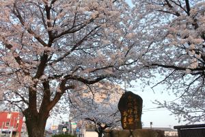 甘木鉄道甘木駅前桜