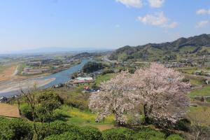 高山桜