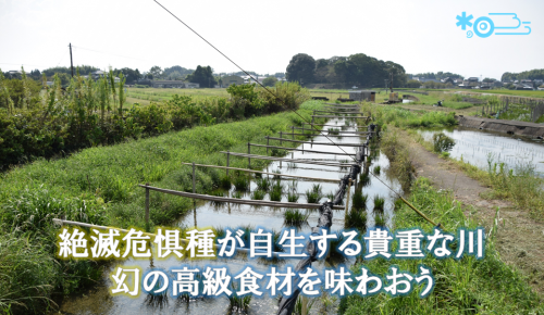 黄金川