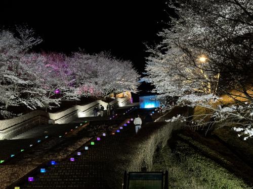モデルコース】水と灯りと夜桜の幻想空間！夜桜満喫コース【あさくら水