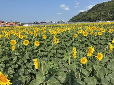 ひまわり6