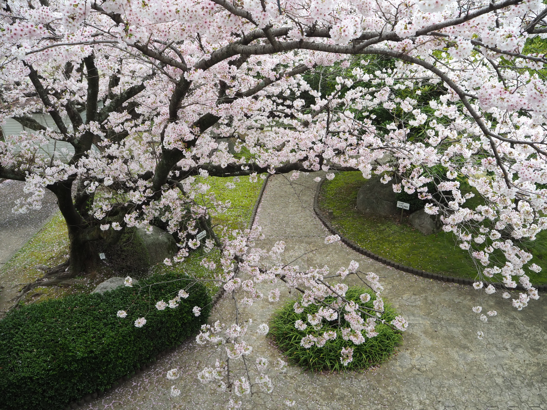 甘木歴史資料館の写真3