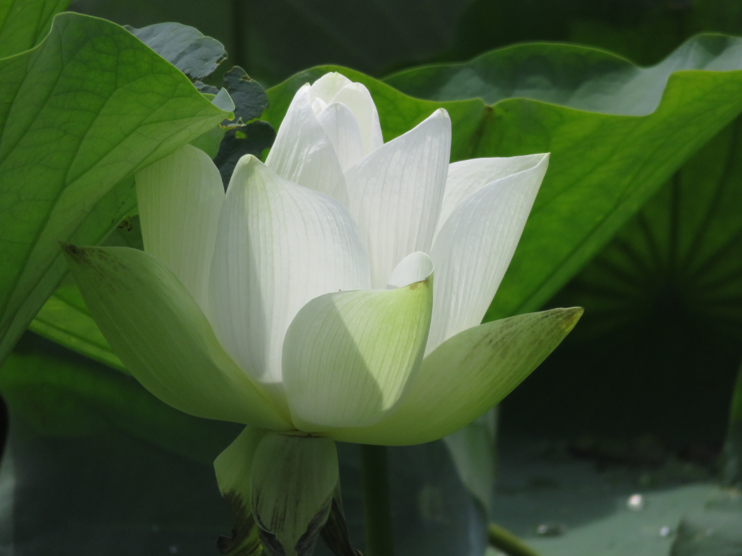 平塚川添遺跡体験学習館1