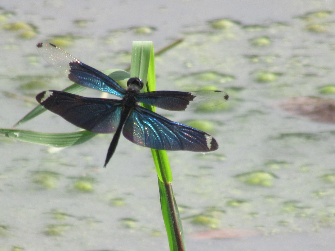 平塚川添遺跡体験学習館2
