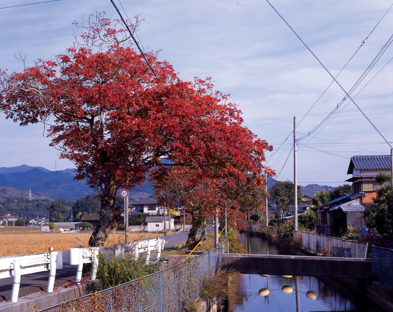 堀川のハゼ