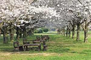 キリン花園の桜 朝倉市