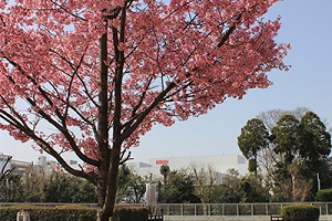キリン花園の桜2