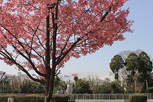 キリン花園の桜 朝倉市