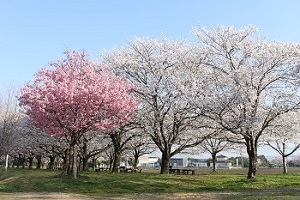 キリン花園の桜 朝倉市