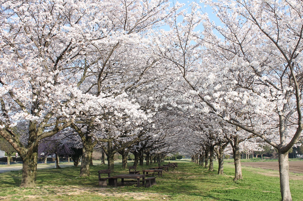 キリン花園の桜 朝倉市