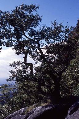 古処山ツゲ原始林