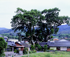 隠家森