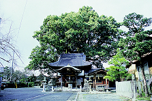 安長寺の大樟