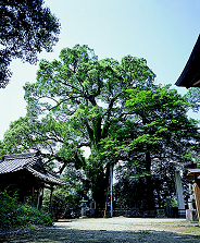 恵蘇八幡の樟