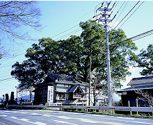 恵蘇八幡の樟