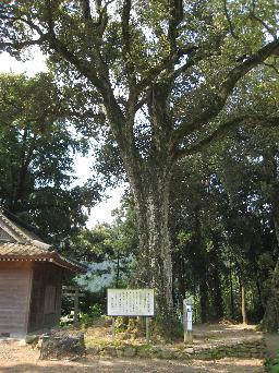 妙見大イチイガシ