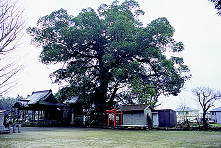 松尾神社の大楠