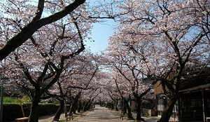 秋月の春　杉の馬場