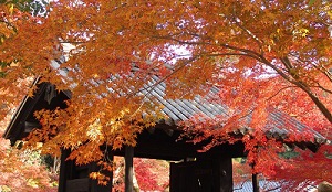 秋の秋月　黒門
