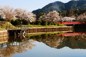 甘木公園の桜