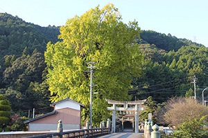 大銀杏