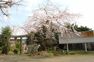 しだれ桜