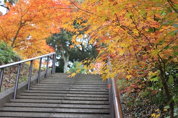 清岩禅寺の紅葉の様子-1