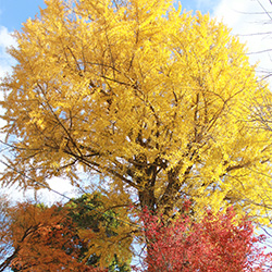 清岩禅寺の紅葉の様子-2