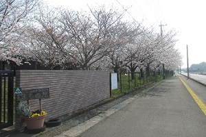 平塚川添遺跡公園の桜1