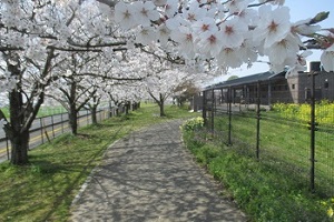 平塚川添遺跡公園の桜2