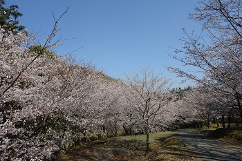 木の丸公園の桜