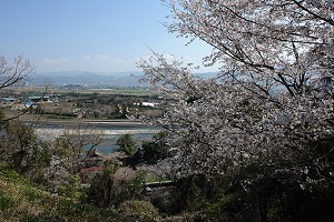 木の丸公園の桜_山田堰