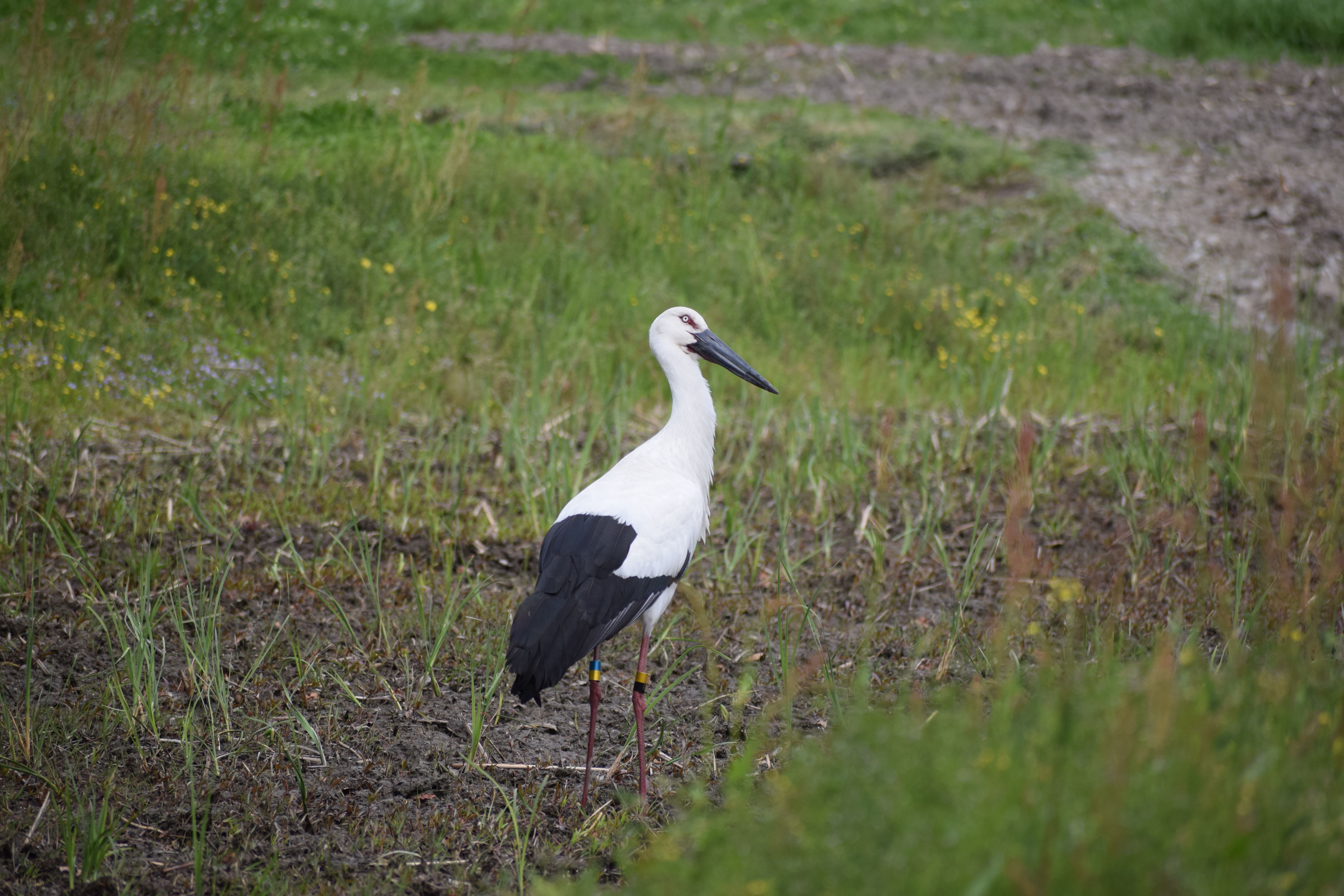 平塚川添遺跡公園　野鳥（コウノトリ）