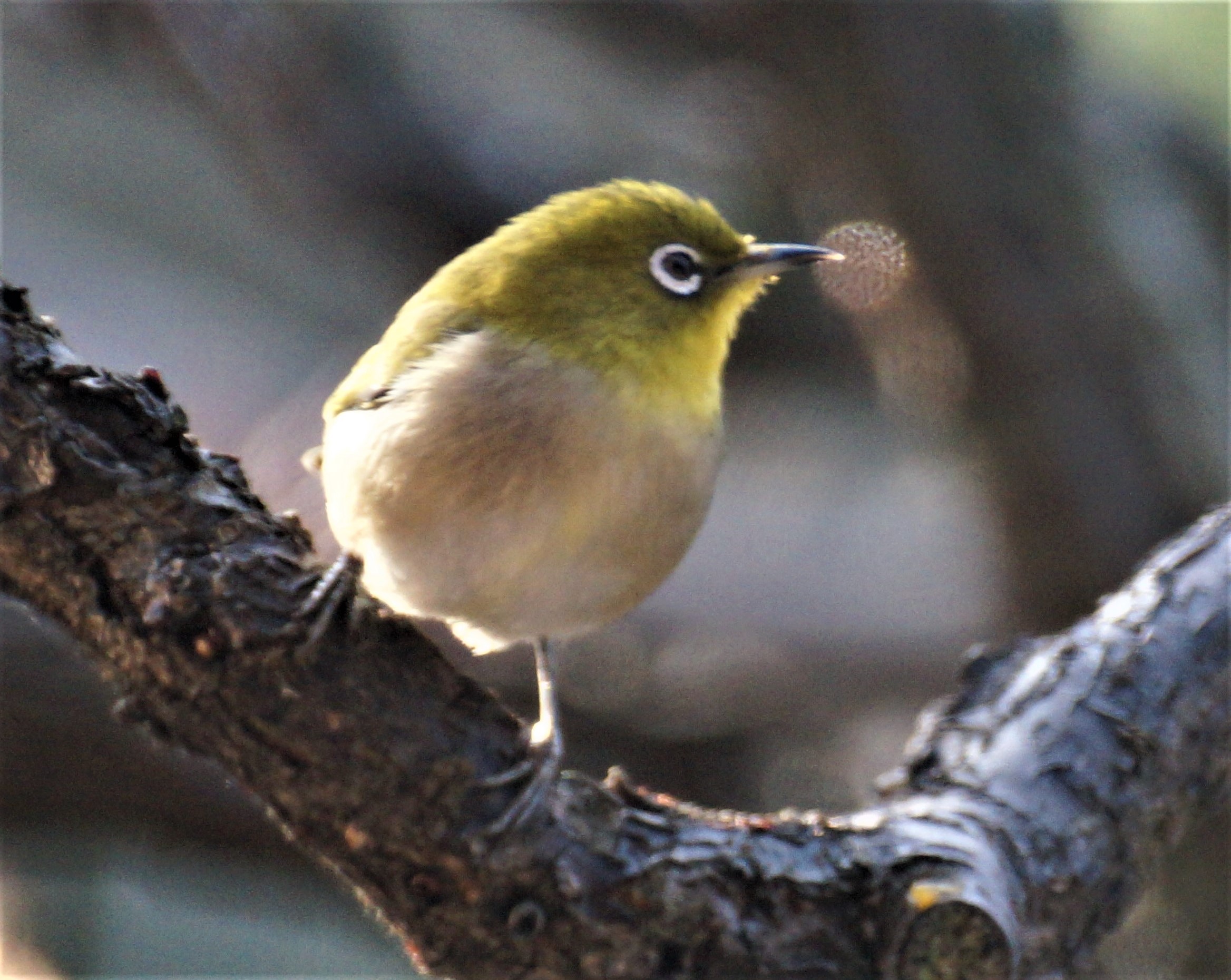 冬の野鳥観察会