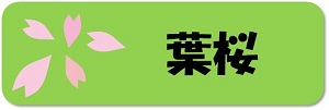 葉桜