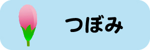 つぼみ