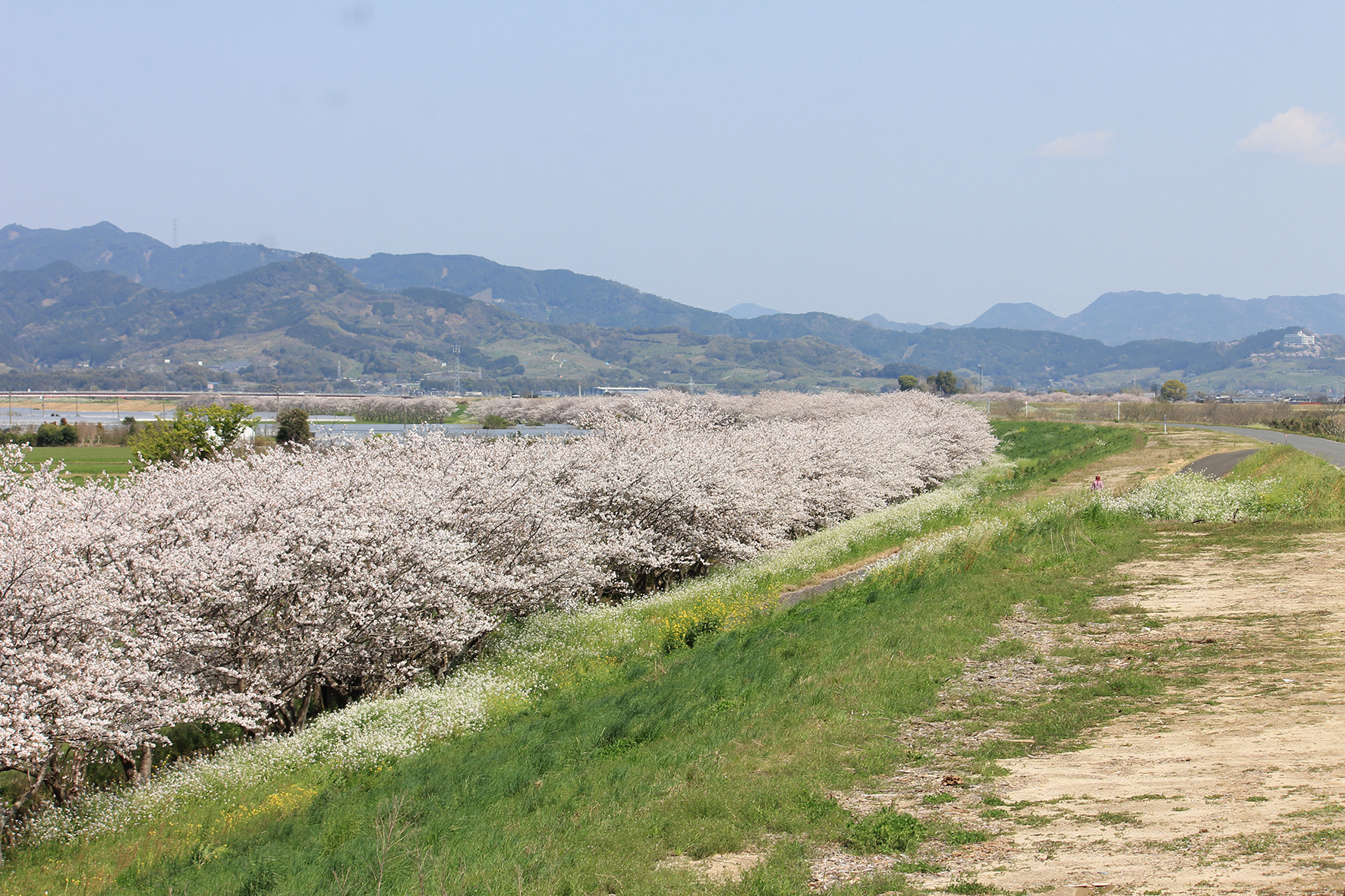「さくらマップ」にも記載している筑後川沿い（長渕）の住安桜（令和2年4月撮影）