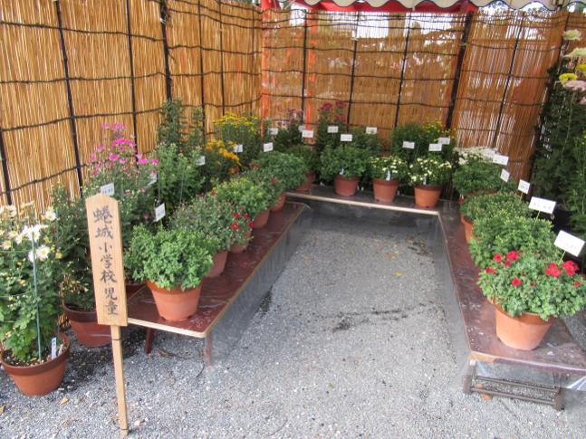 菊花展
